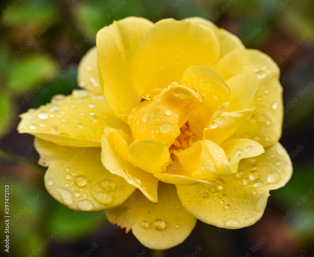 Yellow rose with open bud and water droplets Yellow rose with open bud and water droplets