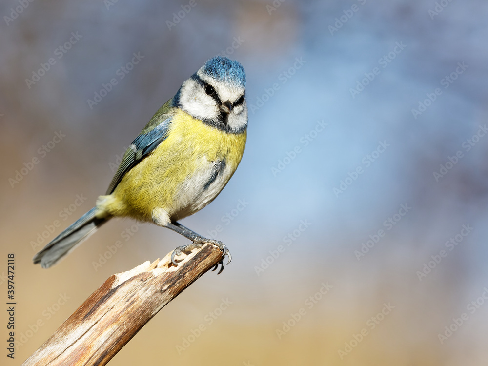Fototapeta premium La mésange bleue