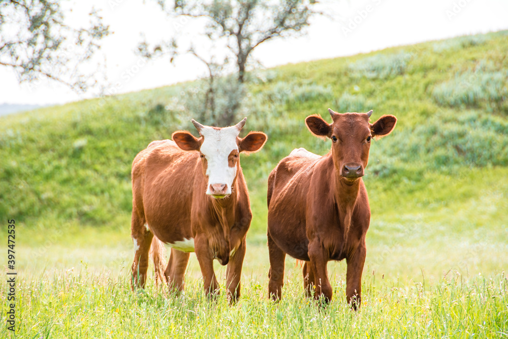Several brown cattle in Russia. Several brown and white hybrid cows close-up with the rest of the herd out of focus in the background with negative space at the top. Symbol of 2021 Several brown cattle in Russia. Several brown and white hybrid cows close-up with the rest of the herd out of focus in the background with negative space at the top. Symbol of 2021