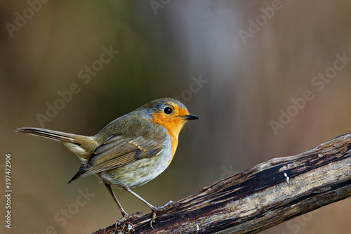 Le rouge gorge © Olympixel