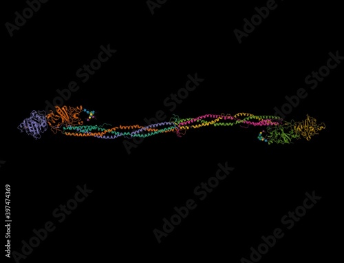 Crystal structure of human fibrinogen, 3D cartoon model isolated, black background photo