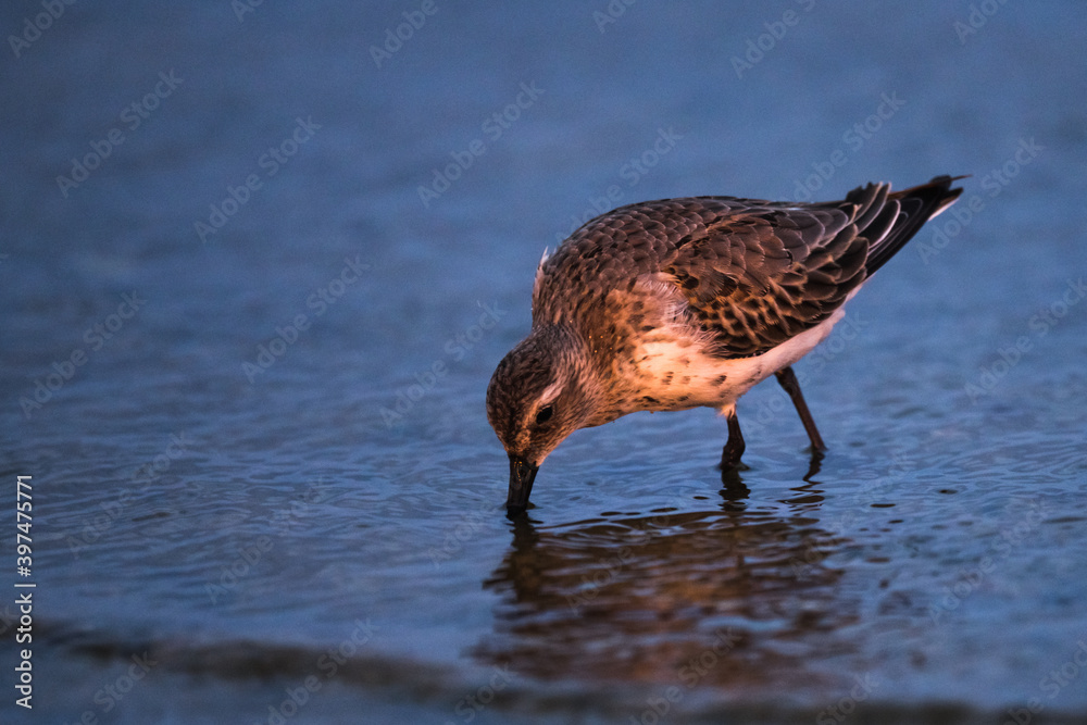 Dunlin, Calidris alpina, in a simple dress on the beach of the Baltic Sea on Oland Sweden Dunlin, Calidris alpina, in a simple dress on the beach of the Baltic Sea on Oland Sweden