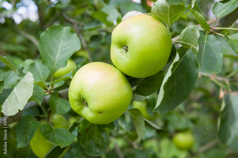 Cooking apples growing in tree