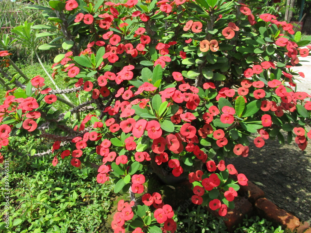 Lush red blooms are very dense decorated with deep green leaves