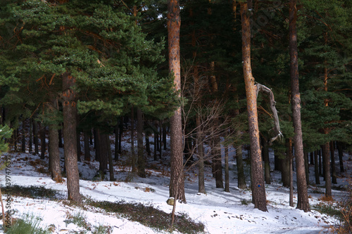 krajobraz góry drzewa natura śnieg las 