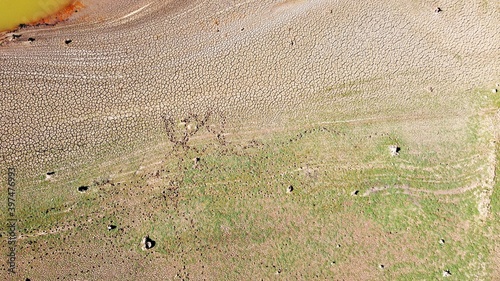 dry lake with cows views from sky photo