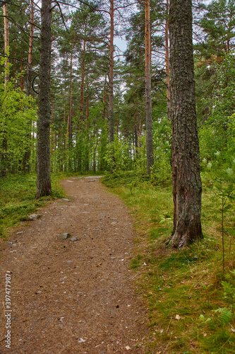 A narrow forest path.Summer cloudy day. The narrow dirt path in the woods. On the sides of the walkway deciduous trees. Russia  landscape  nature  summer