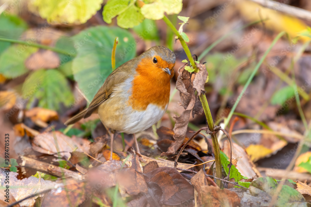 European Robin Foraging on the Ground