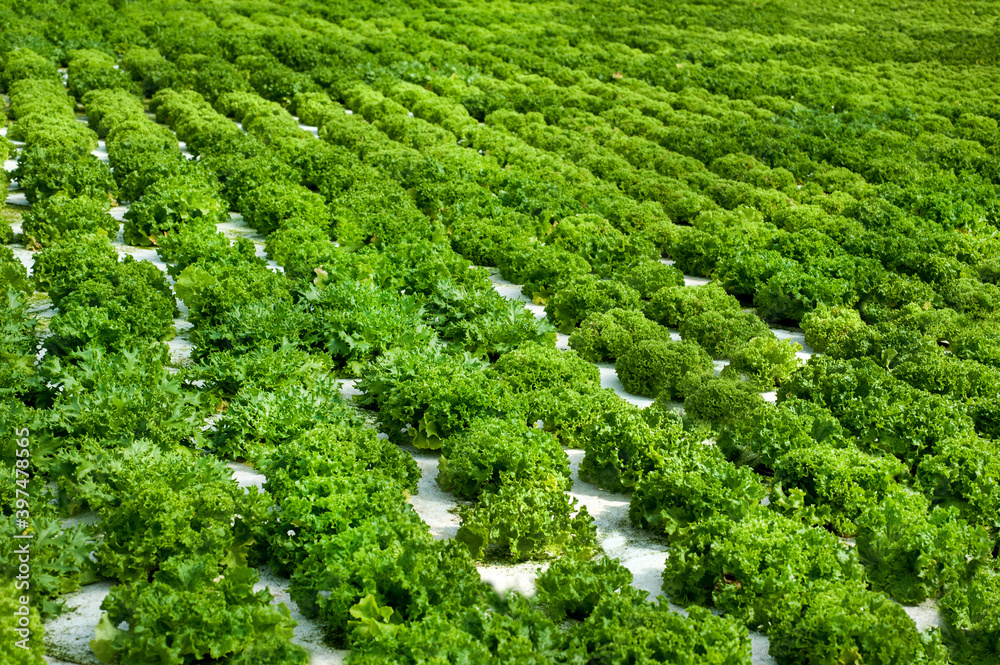 rows of fresh lettuce for Vegetable greenhouse