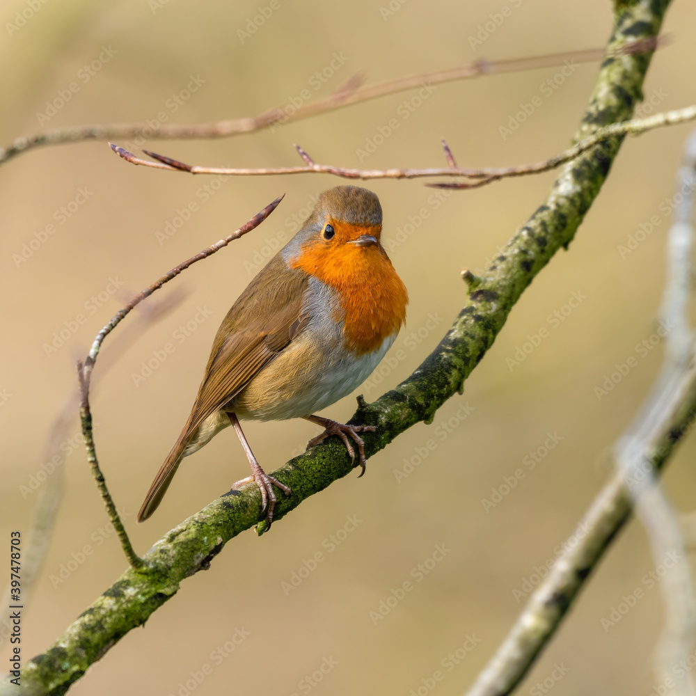 European Robin Perched on a Branch European Robin Perched on a Branch