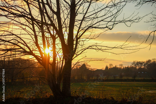 sunset in the forest