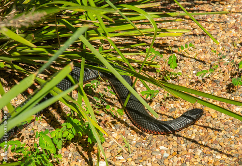 The Australian red-bellied black snake (Pseudechis porphyriacus) in New South Wales, Australia photo