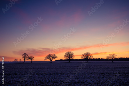 A beautiful group of bare oak trees near the horizon. Early winter landscape during the sunrise. Tree silhouettes against the colorful dawn sky.