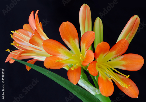 Orange clivia flower close up photo