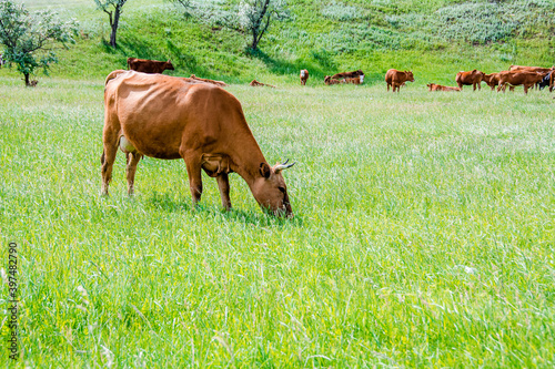 The cow is eating fresh grass. Cows walk and eat grass in a green meadow  open farm with dairy cattle on a field in a rural farm. Cows graze in a green meadow. Agriculture. Pure nature.