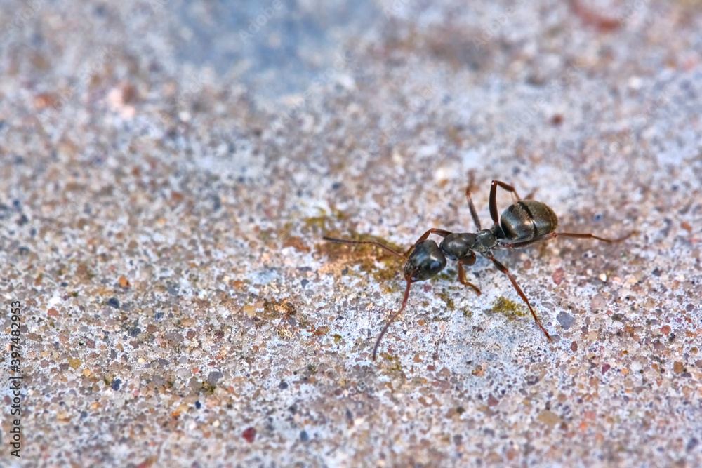 Black ant moving on the concrete. general plan. color
