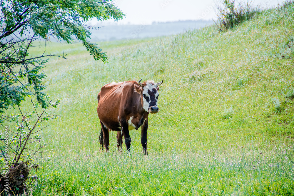 cow, animal, cattle, farm, grass, brown, field, pasture, bull, agriculture, calf, meadow, beef, mammal, green, nature, rural, livestock, grazing, summer, animals, horns, milk, bovine, cows cow, animal, cattle, farm, grass, brown, field, pasture, bull, agriculture, calf, meadow, beef, mammal, green, nature, rural, livestock, grazing, summer, animals, horns, milk, bovine, cows