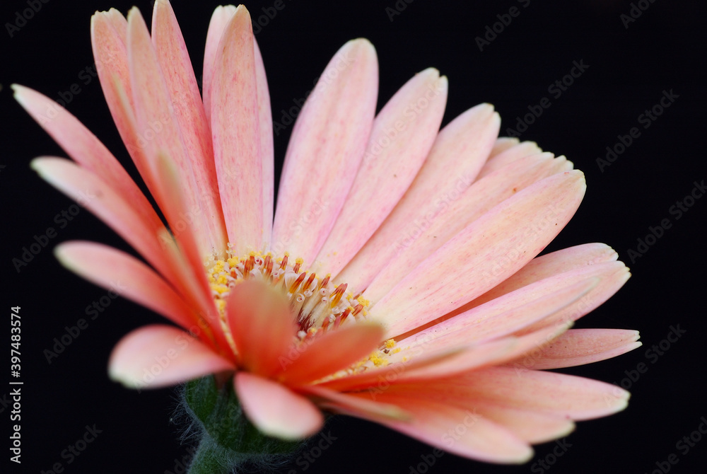 Peach African Daisy flower on dark background Peach African Daisy flower on dark background