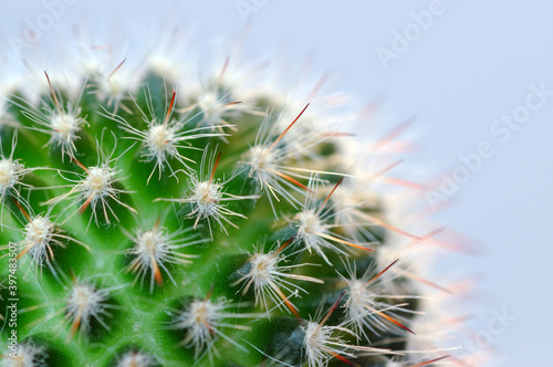 Close up of cactus spines landscape