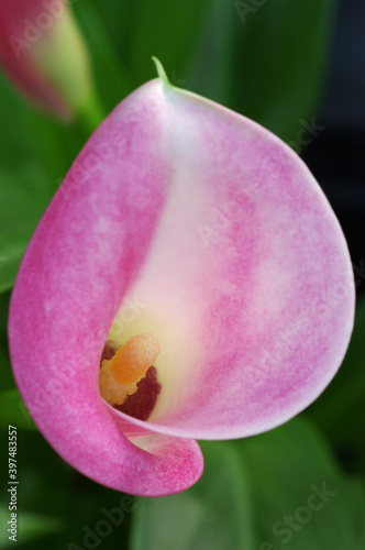 Pink Cally Lily flower