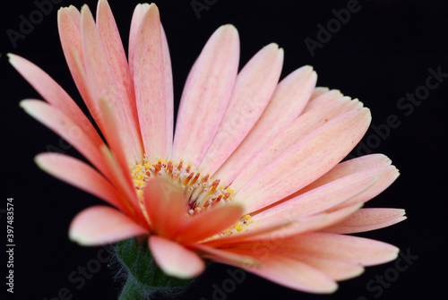 Peach African Daisy flower on dark background