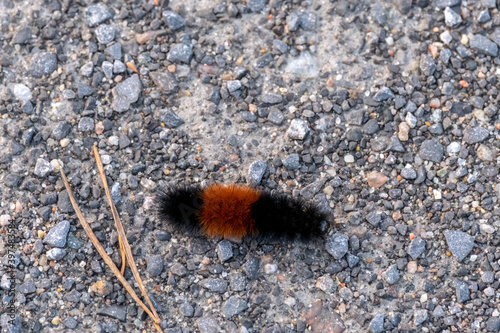 Banded wooly bear moth caterpillar on gravel photo