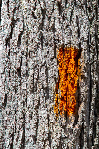 Orange trail marking on tree trunk bark