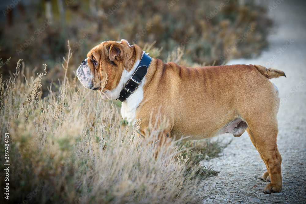 Obraz premium Portrait of beautiful English bulldog