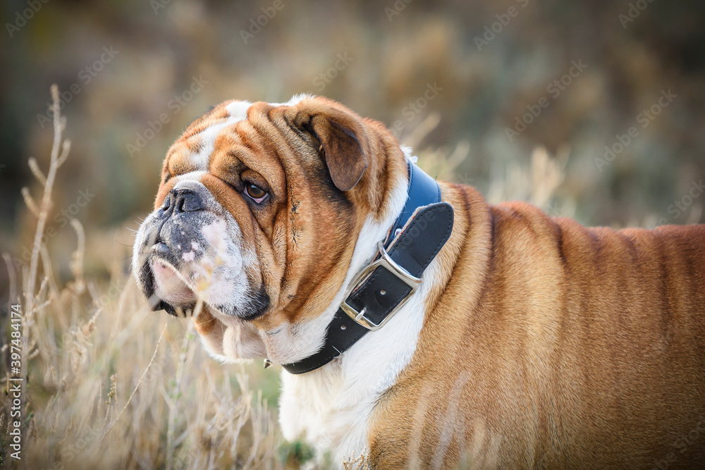 Portrait of beautiful English bulldog Portrait of beautiful English bulldog