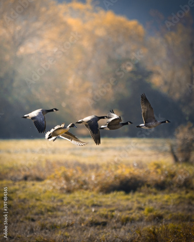 geese in flight