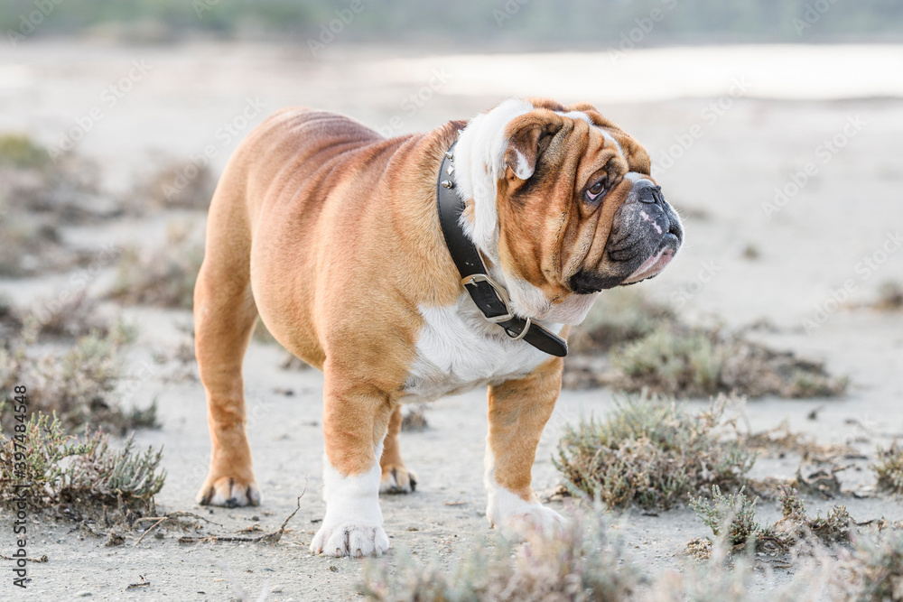 Portrait of beautiful English bulldog Portrait of beautiful English bulldog