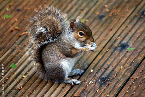 A squirrel having a morning snack of nuts.