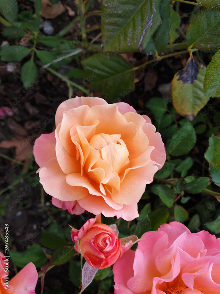 Beautiful rose with gradient colors wonderful Beautiful rose with gradient colors wonderful