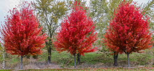 Konstfotografi A trio of brilliant red autumn blaze maple trees on a cloudy day in the forest preserve