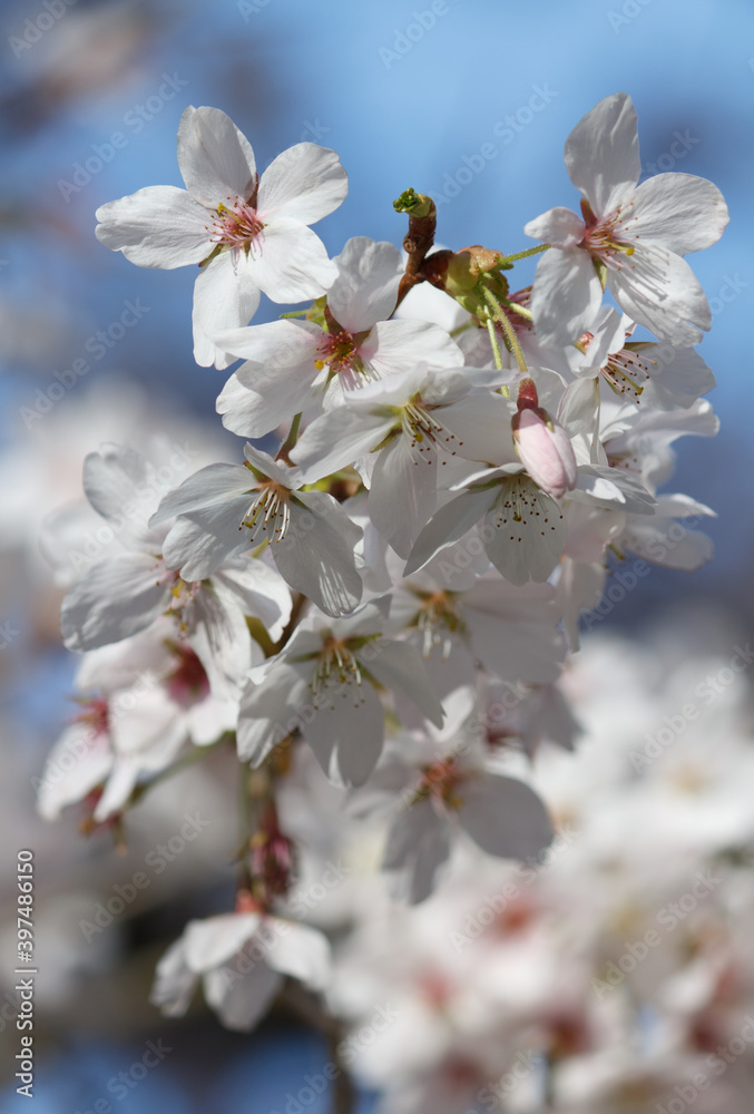 Wunderschöne weiße Kirschblüten im Sonnenlicht Wunderschöne weiße Kirschblüten im Sonnenlicht