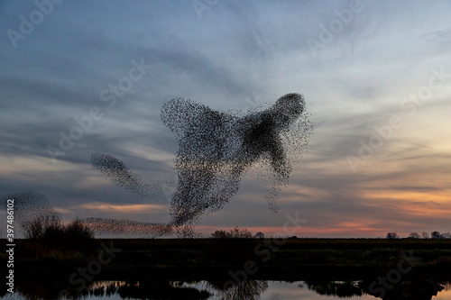 Starling murmurations. A large flock of starlings fly at sunset in the Netherlands. Hundreds of thousands starlings come together making big clouds to protect against birds of prey. 