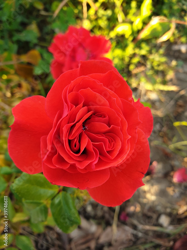 A beautiful open red rose