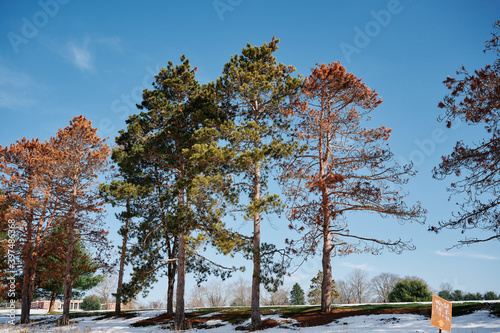 Pine trees in the blue sky after a snowfall. The view from Orange hiking trail around the gold course in North Park, Allegheny County, near Pittsburgh, Pennsylvania, USA