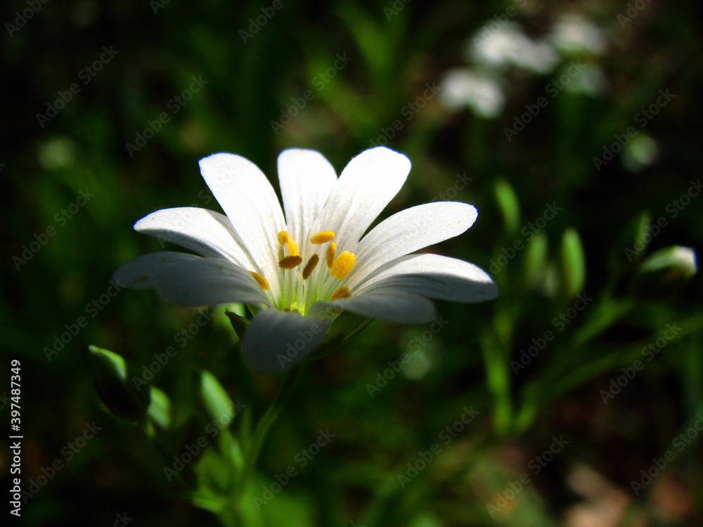 Macro photography of flowers, detail. Macro photography of flowers, detail.
