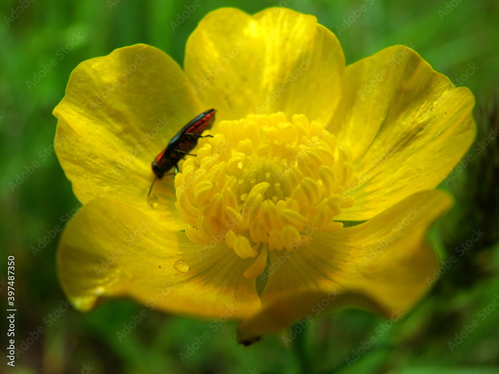 Macro photography of flowers, detail. Macro photography of flowers, detail.