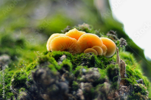 Macro photography of mushrooms in the forest, detail.