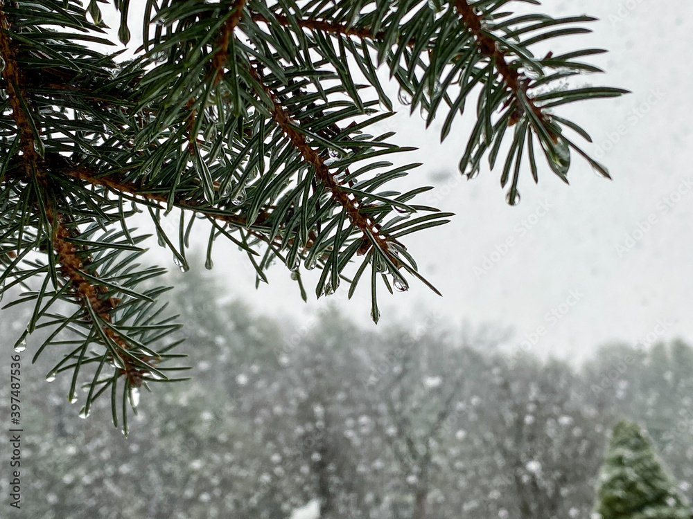 Obraz premium snow covered pine needles