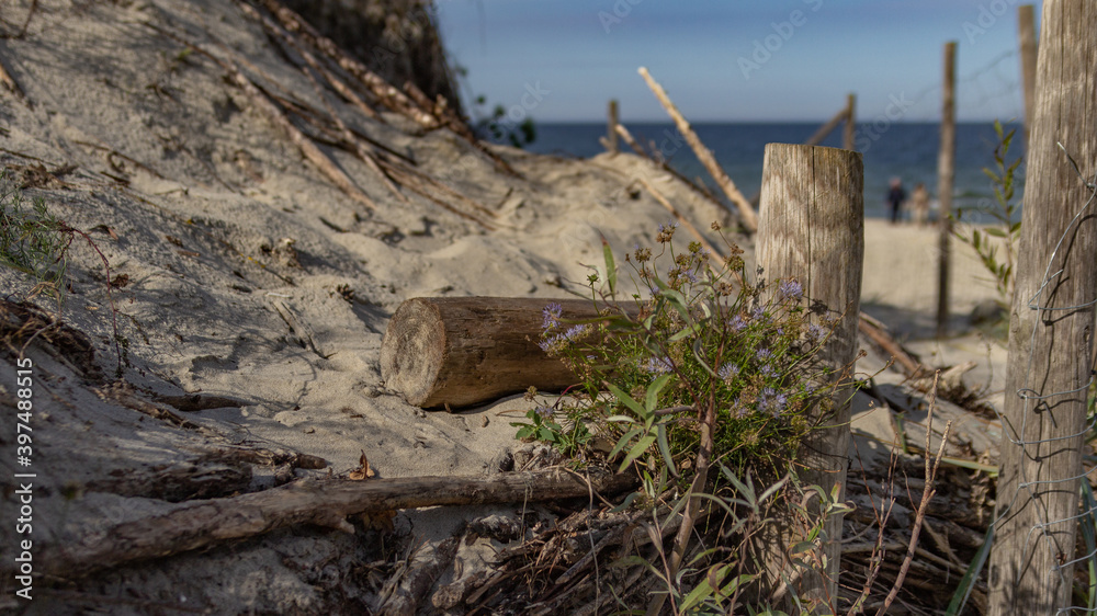 Obraz premium Dunes on the beach of the Baltic Sea
