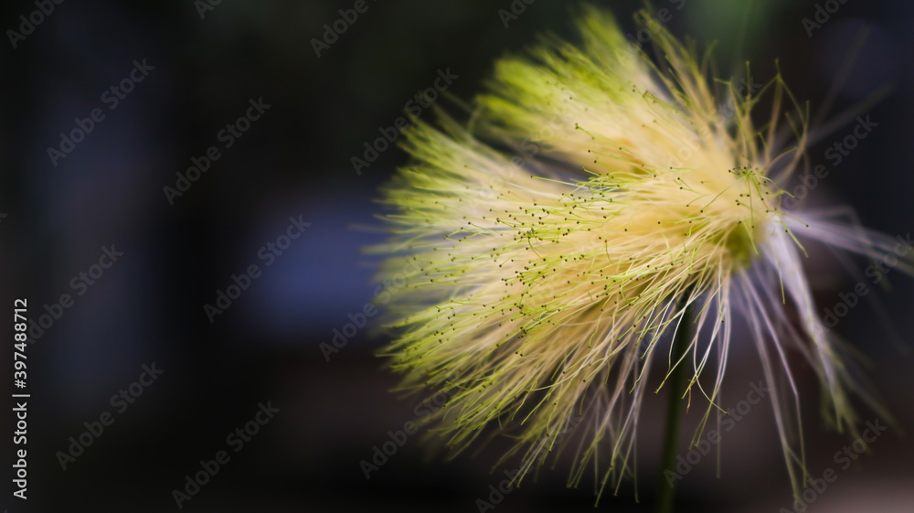 There are grass flowers in the field. Exposed to the light of nature. Graphics resource background.
