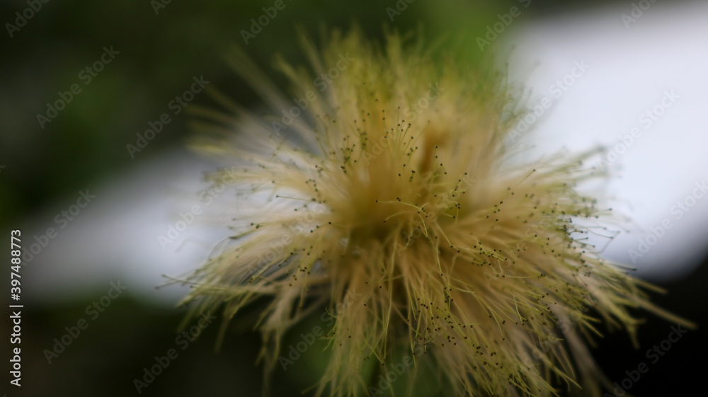 Fototapeta premium Green fair in the fields of the village. There are innumerable small beautiful flowers in bloom.