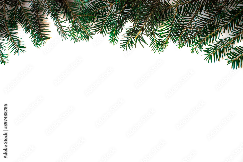 Branches of spruce on white background, christmas background with empty space