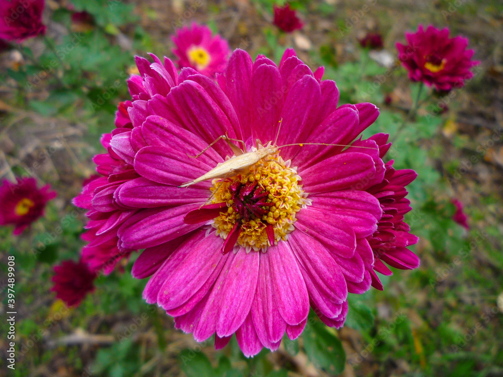 Obraz premium pink flower chrysanthemum and grasshopper
