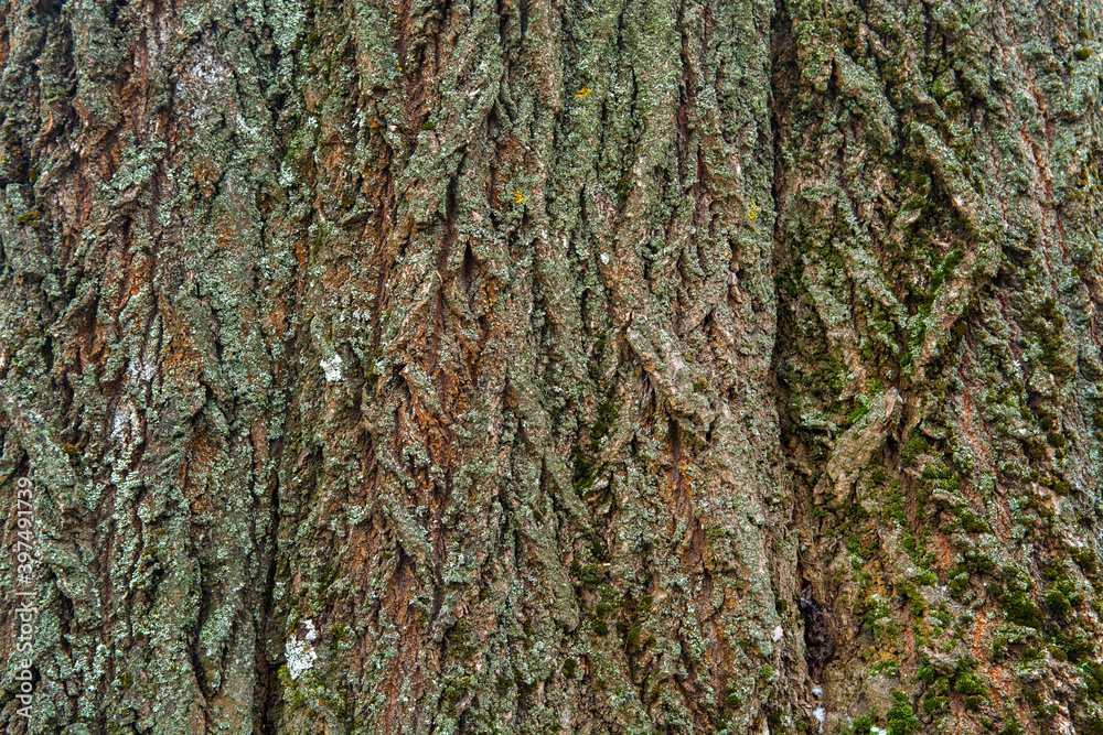 Obraz premium bark texture