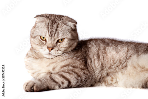 Fototapeta Naklejka Na Ścianę i Meble -  Beautiful portrait of Scottish Fold cat breed fold on white isolated background. Cute young silver-gray striped Scottish fold cat