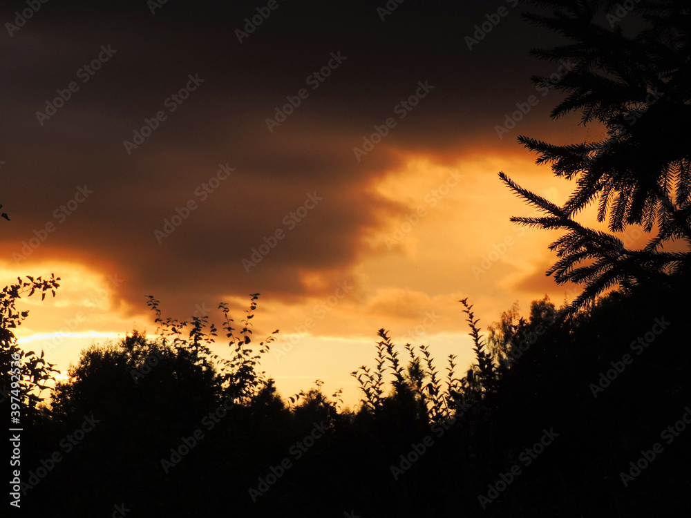  dark silhouette of fir branches and bushes against the background of evening yellow and orange with a dark cloud of the sky
